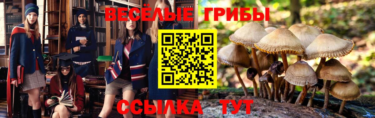 Псилоцибиновые грибы Psilocybine cubensis Кольчугино